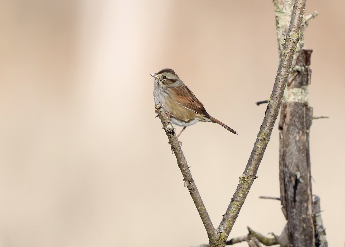 Swamp Sparrow - ML645561798