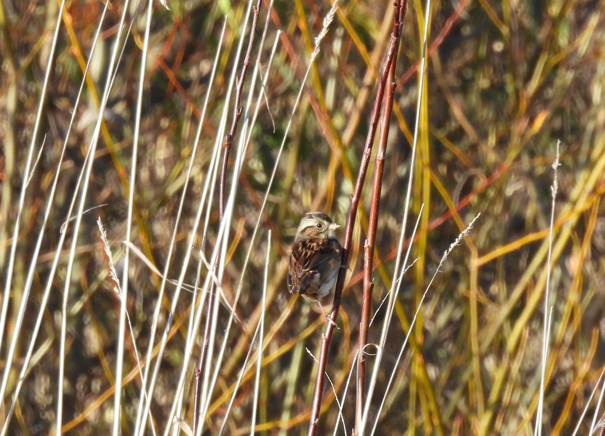 Swamp Sparrow - ML645561799