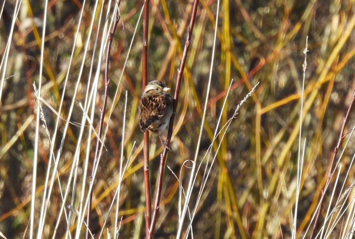 Swamp Sparrow - ML645561800