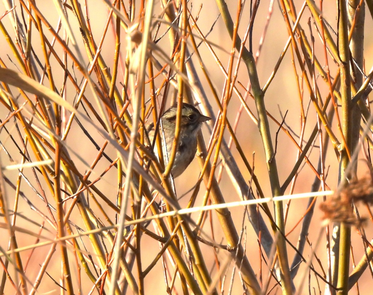 Swamp Sparrow - ML645561801