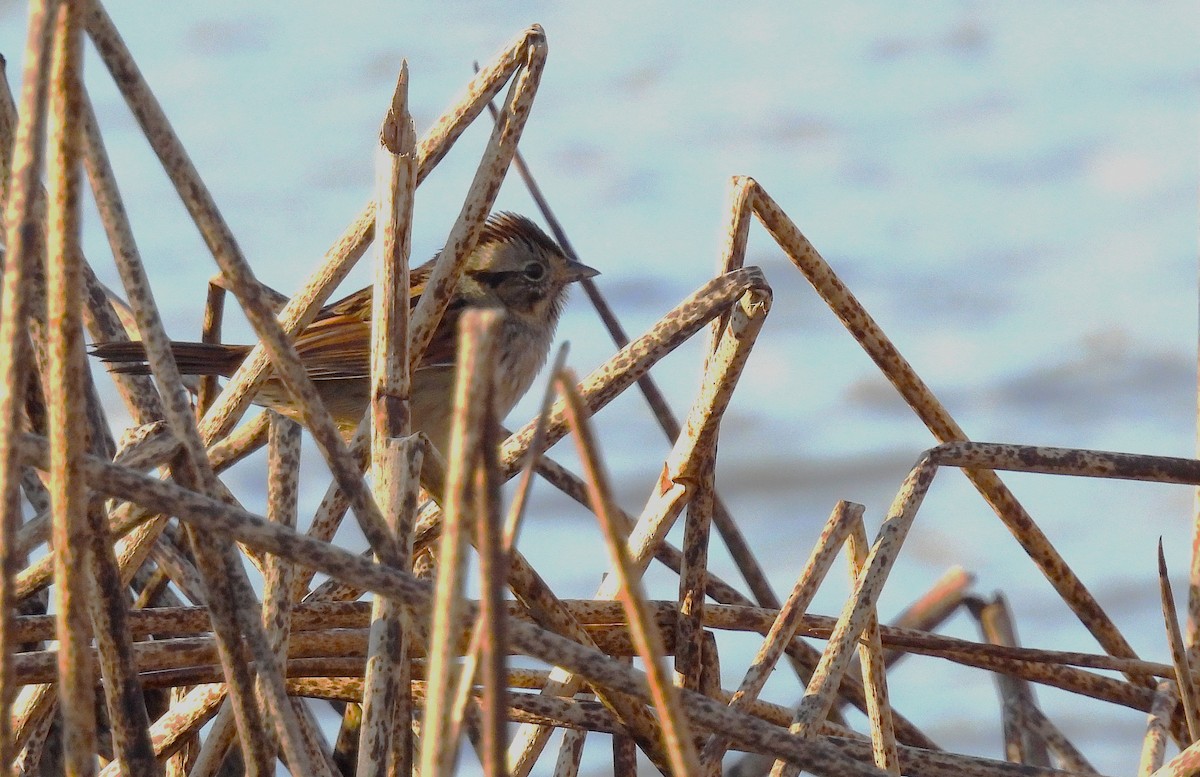 Swamp Sparrow - ML645561802