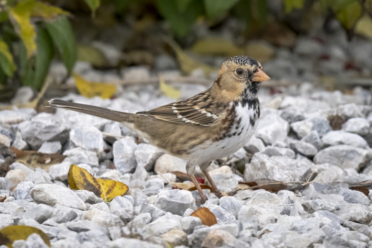 Harris's Sparrow - ML645561803