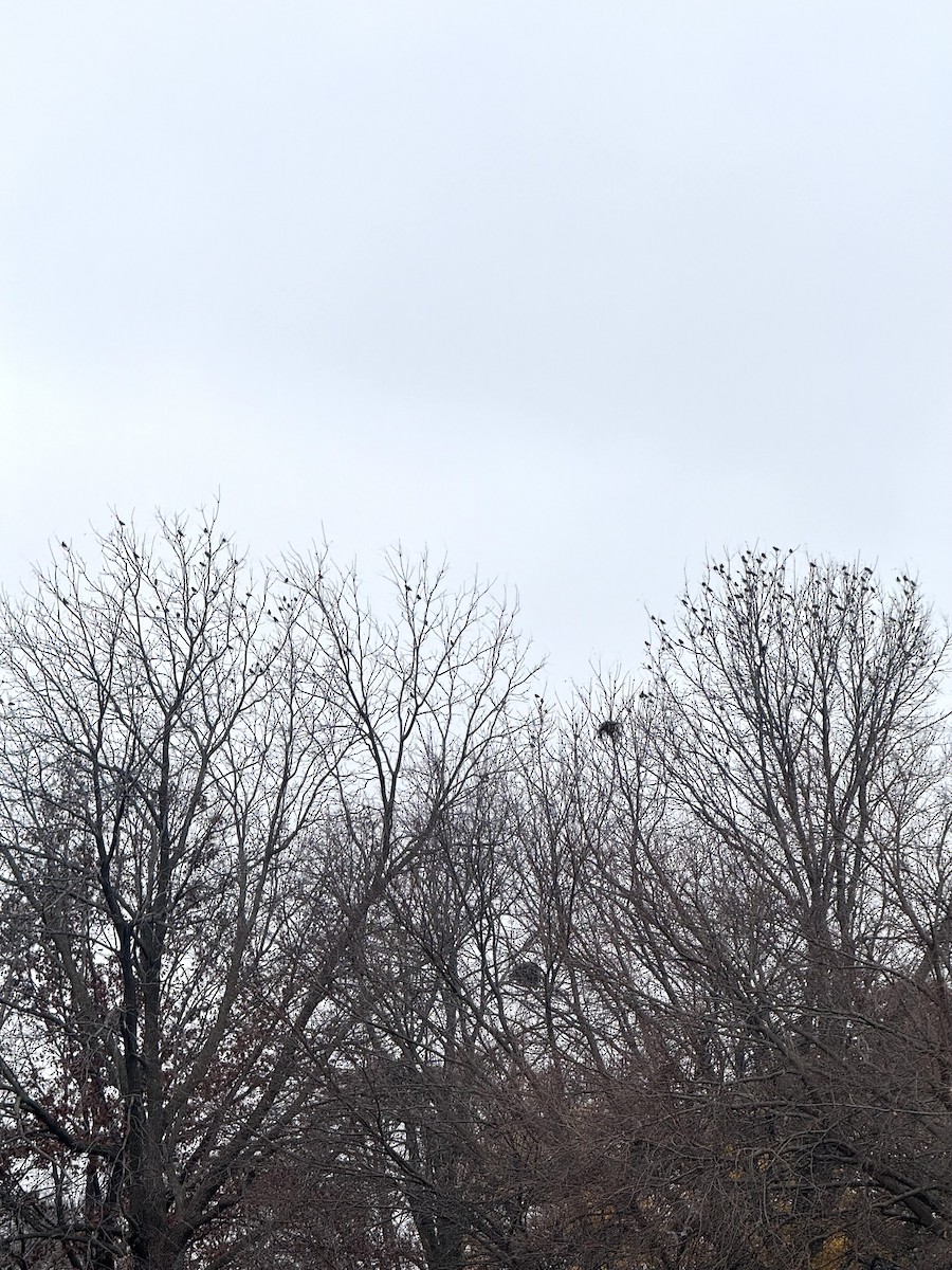 歐洲椋鳥 - ML645561804