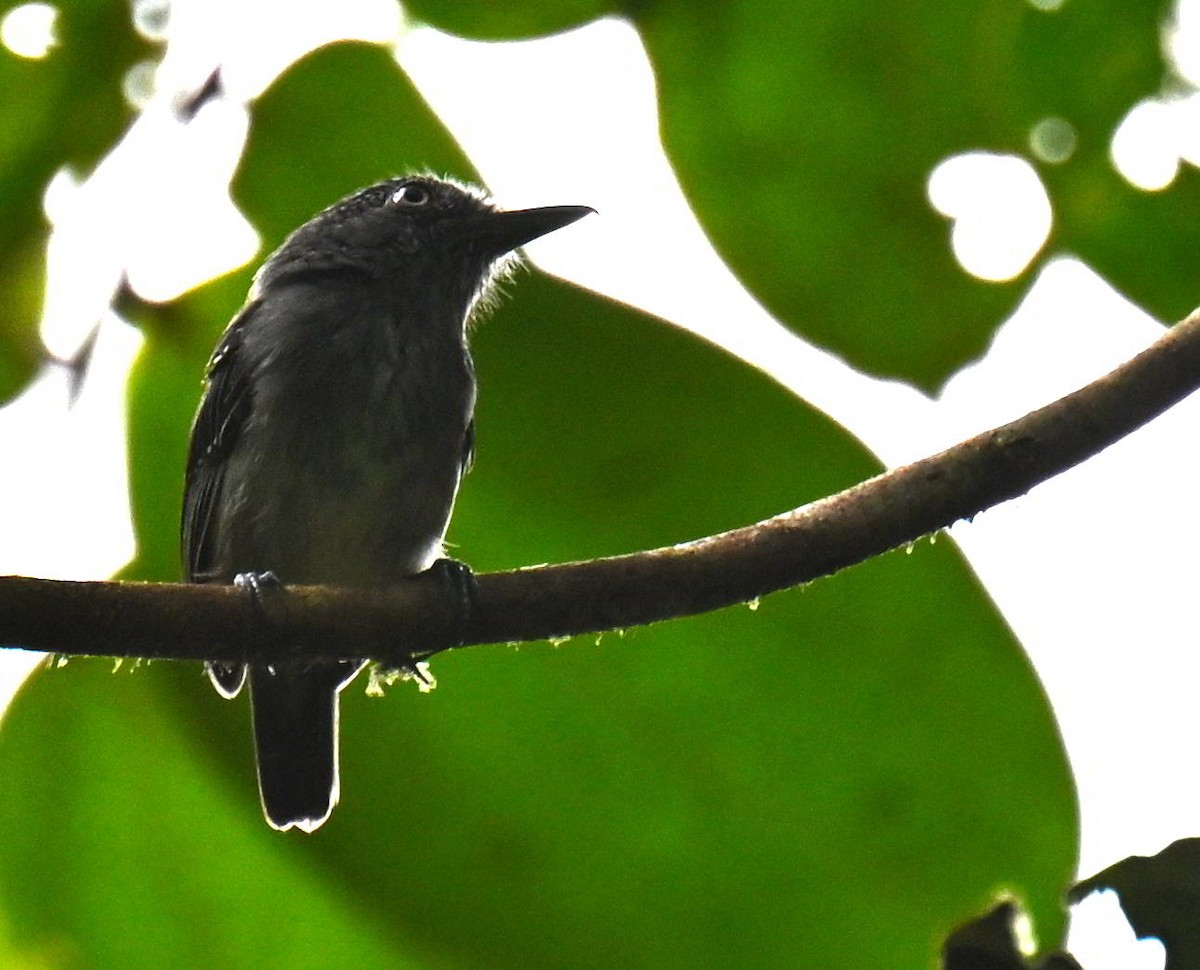 Spot-crowned Antvireo - ML645561805