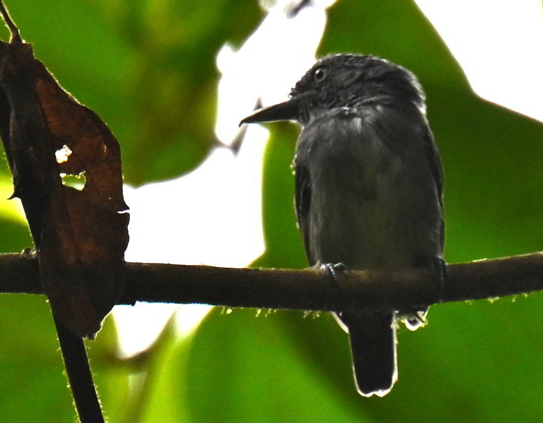 Spot-crowned Antvireo - ML645561806