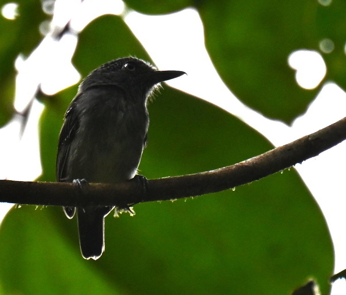 Spot-crowned Antvireo - ML645561807