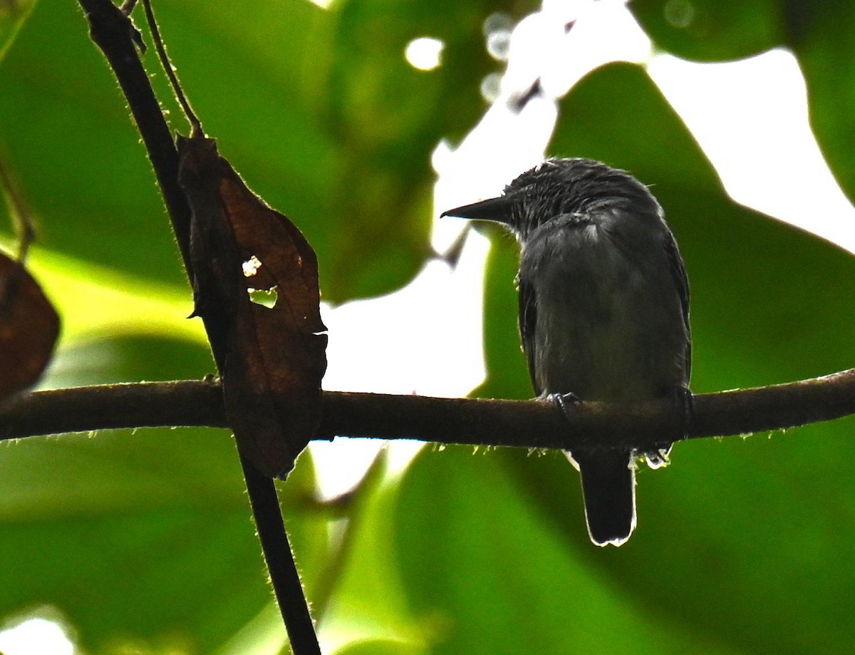 Spot-crowned Antvireo - ML645561808