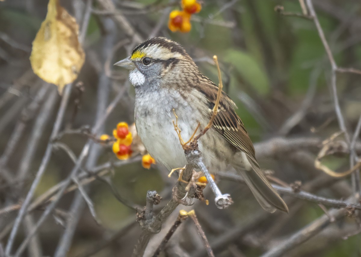 White-throated Sparrow - ML645561809