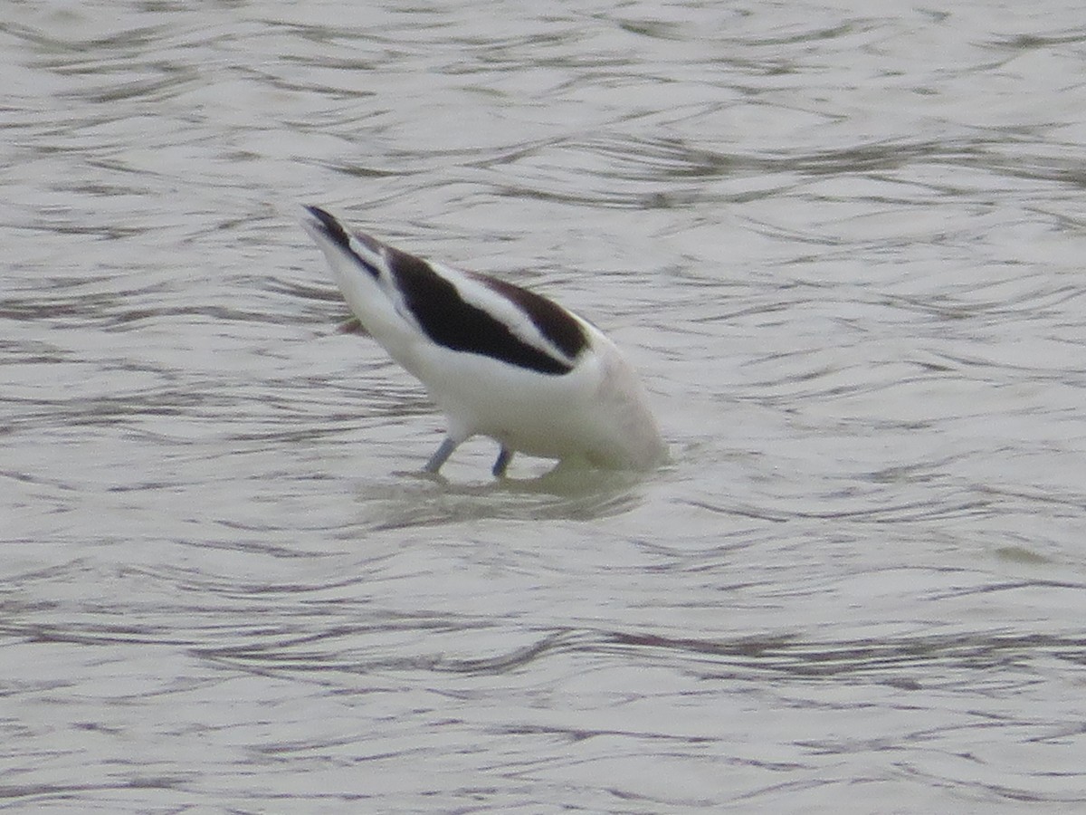 American Avocet - ML645561810
