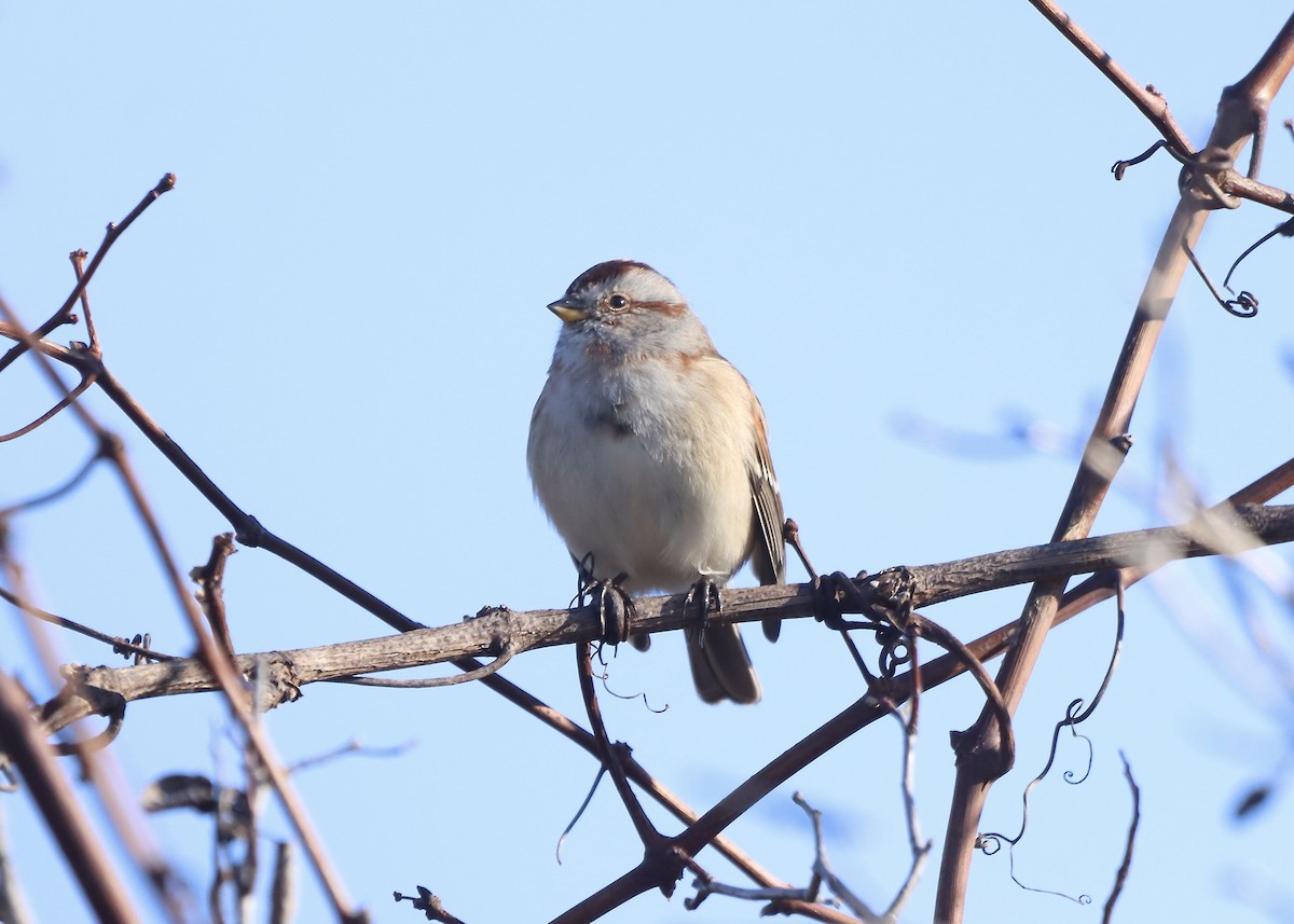 American Tree Sparrow - ML645561811
