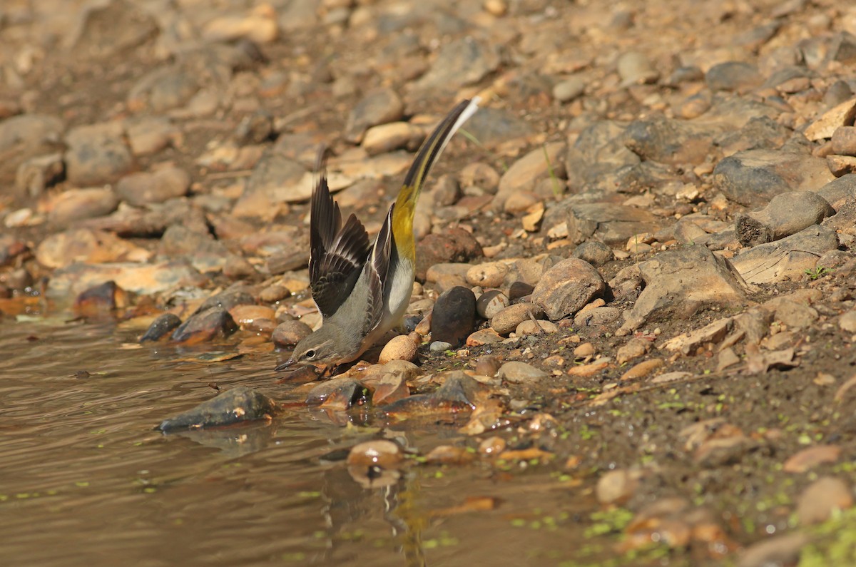 灰鶺鴒 - ML645561814