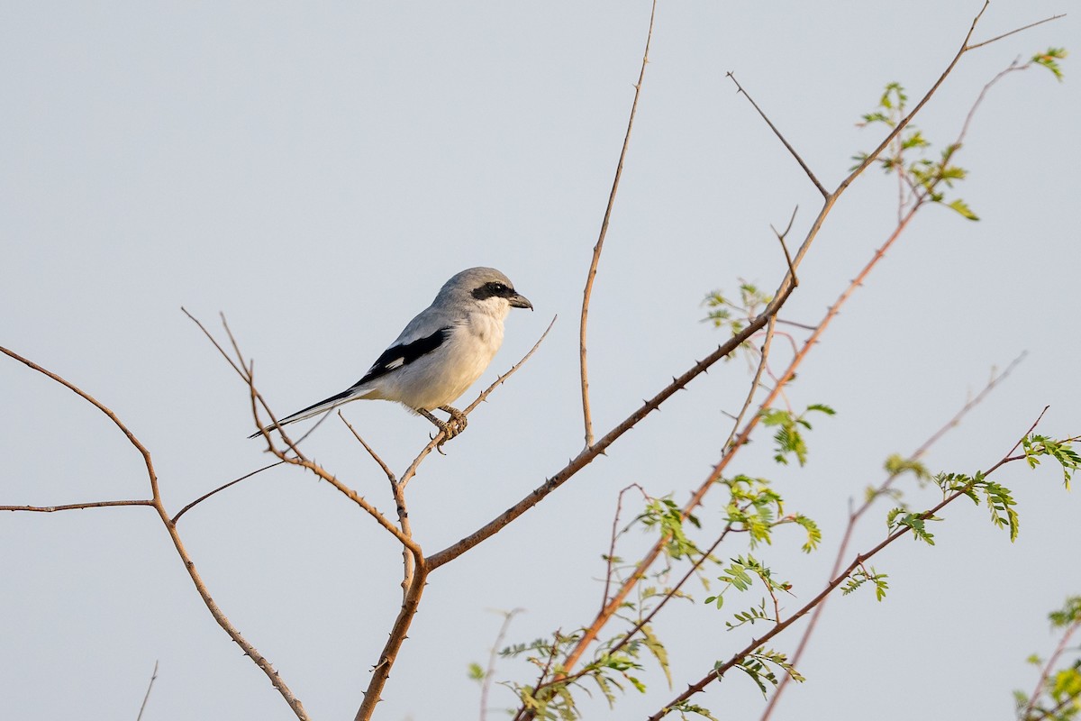 西方灰伯勞(aucheri/buryi) - ML645561815