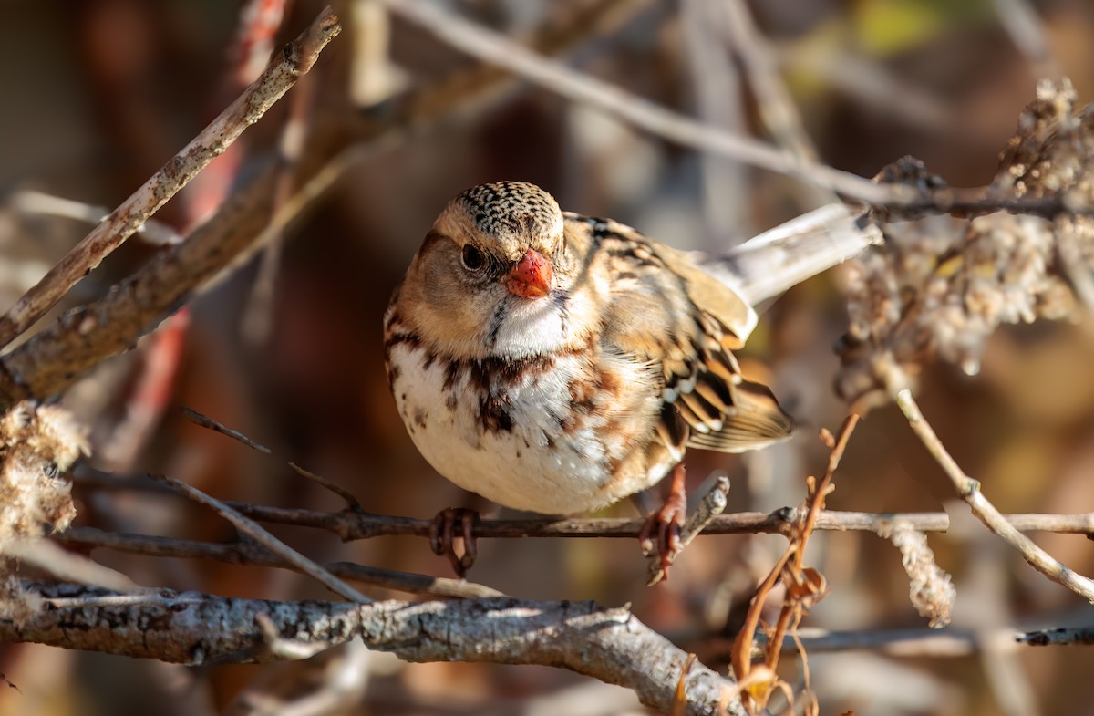 Harris's Sparrow - ML645561816