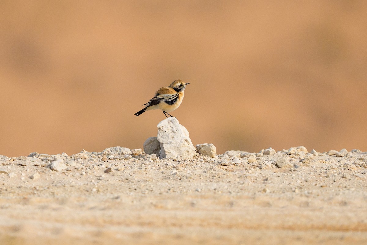 漠䳭 - ML645561818