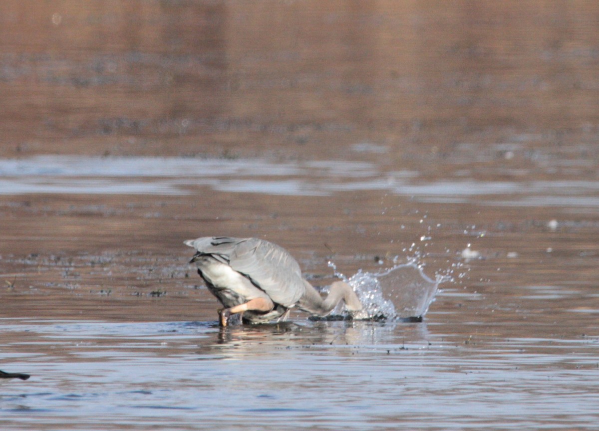 Great Blue Heron - ML645561819