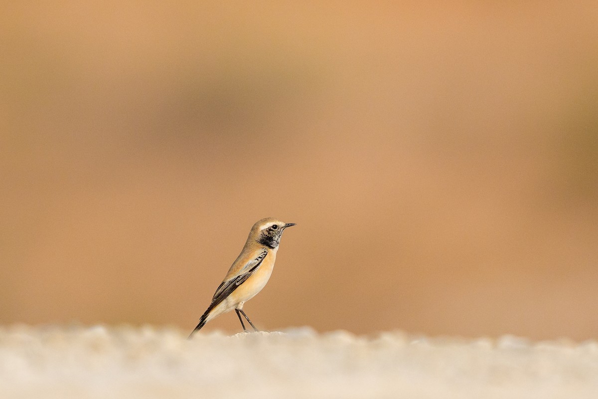 漠䳭 - ML645561820