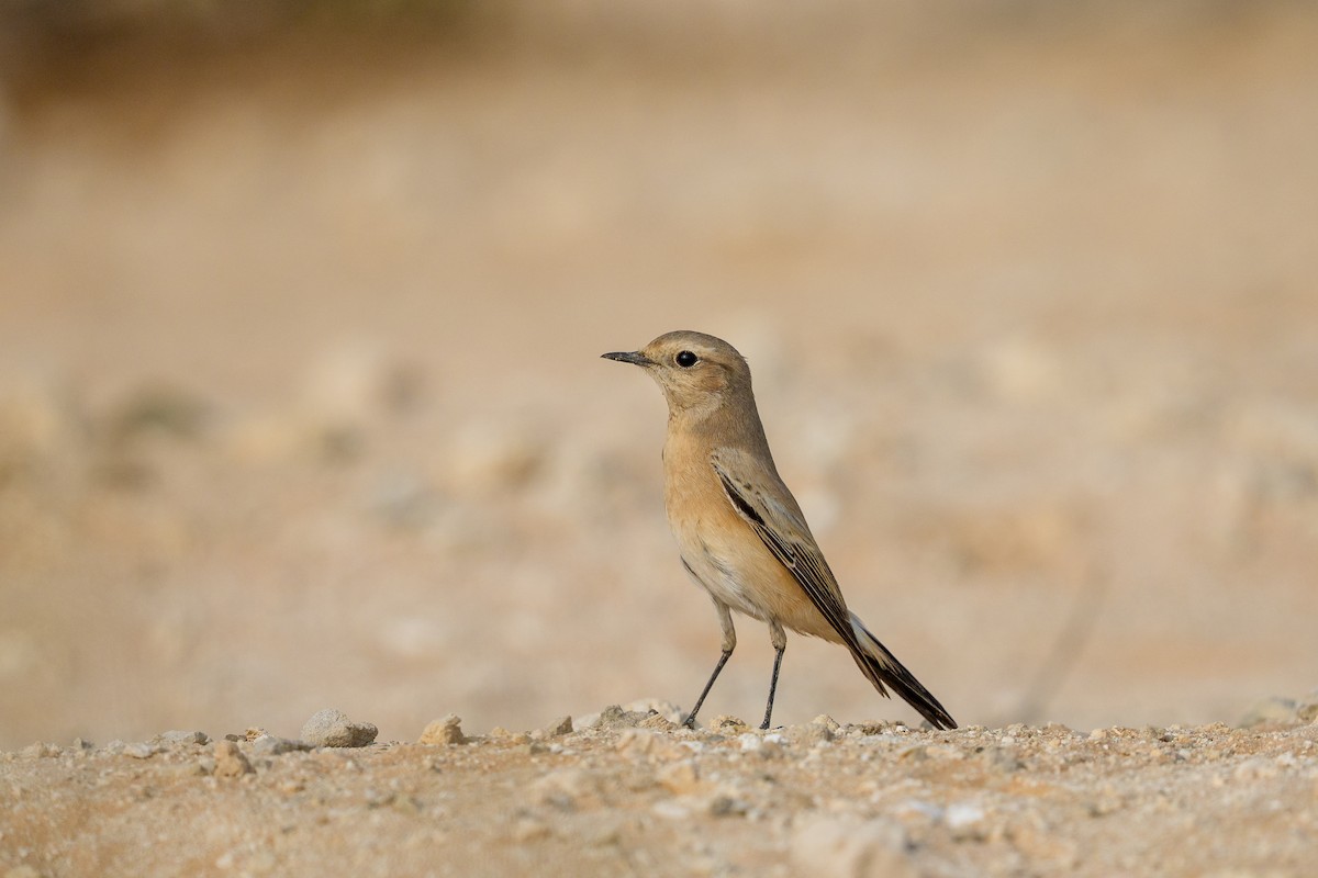 漠䳭 - ML645561821