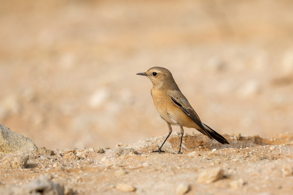 漠䳭 - ML645561822