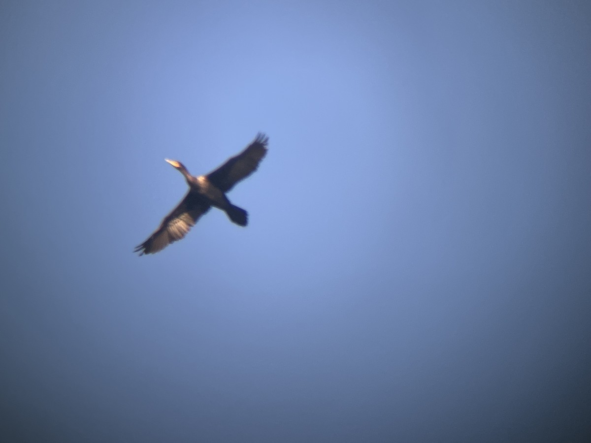 Neotropic Cormorant - ML645561824