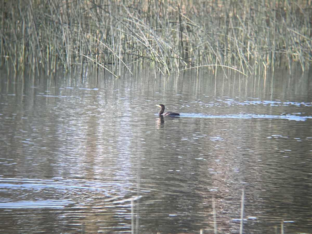 Neotropic Cormorant - ML645561825