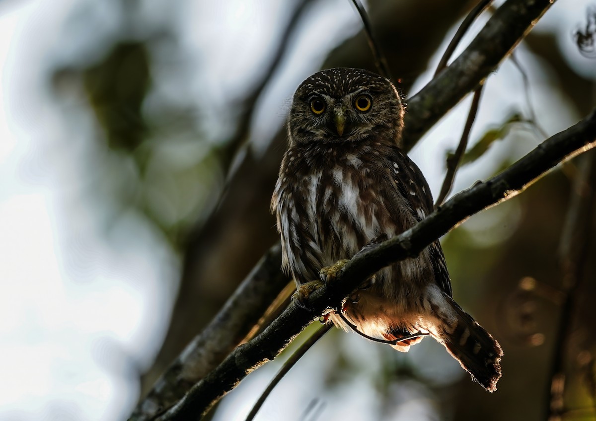 Ferruginous Pygmy-Owl - ML645561827