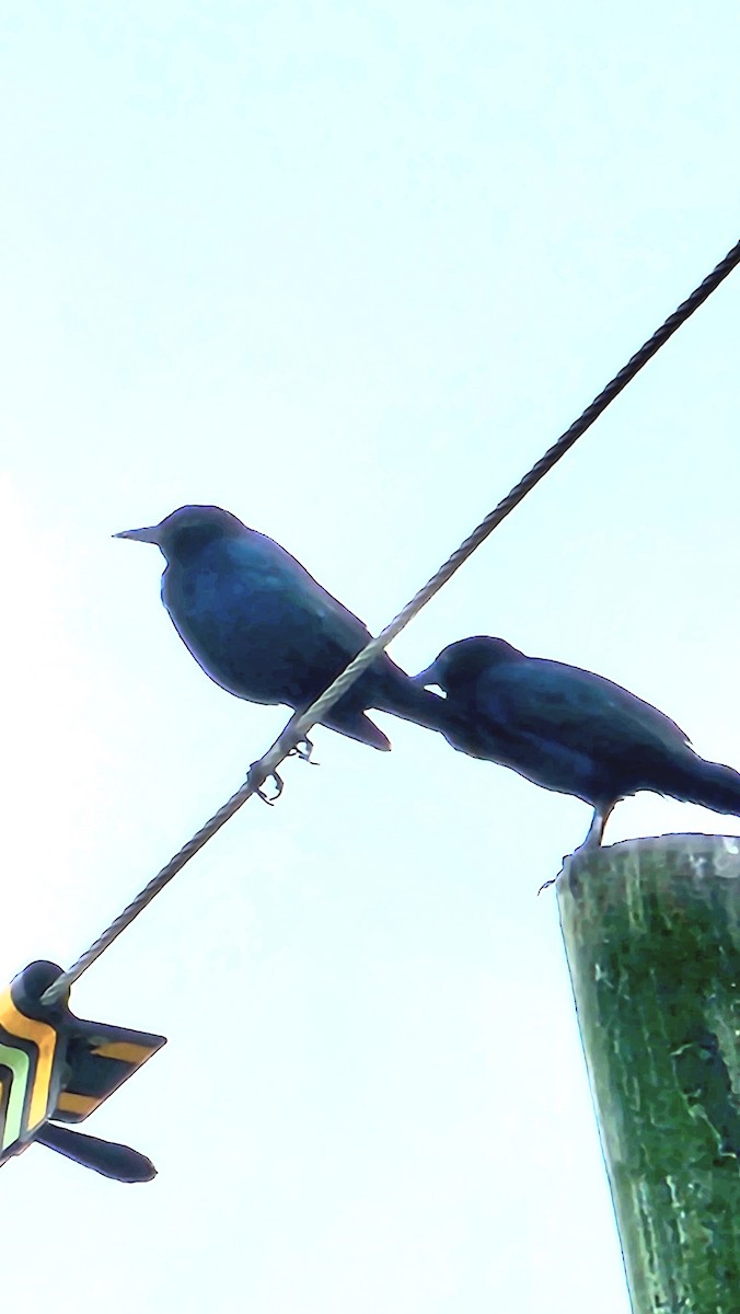 Boat-tailed Grackle - ML645561828