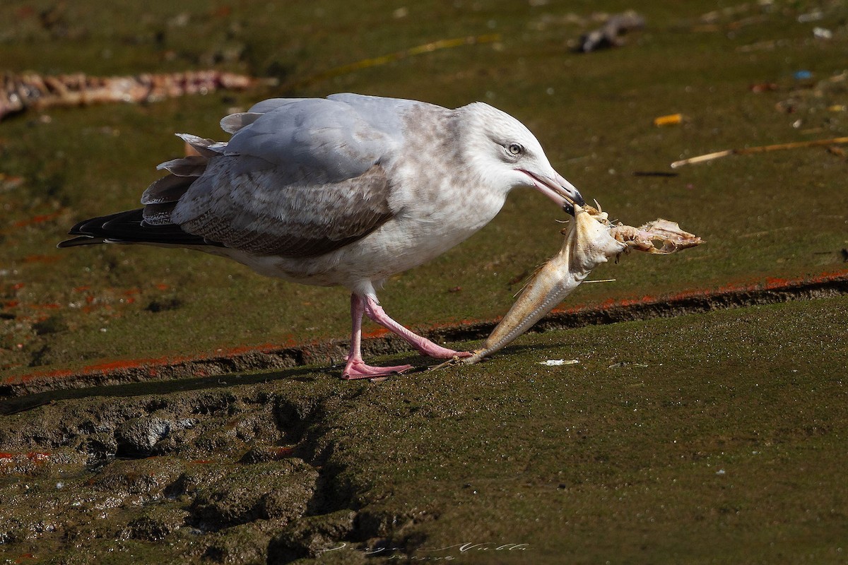 American Herring Gull - ML645561830