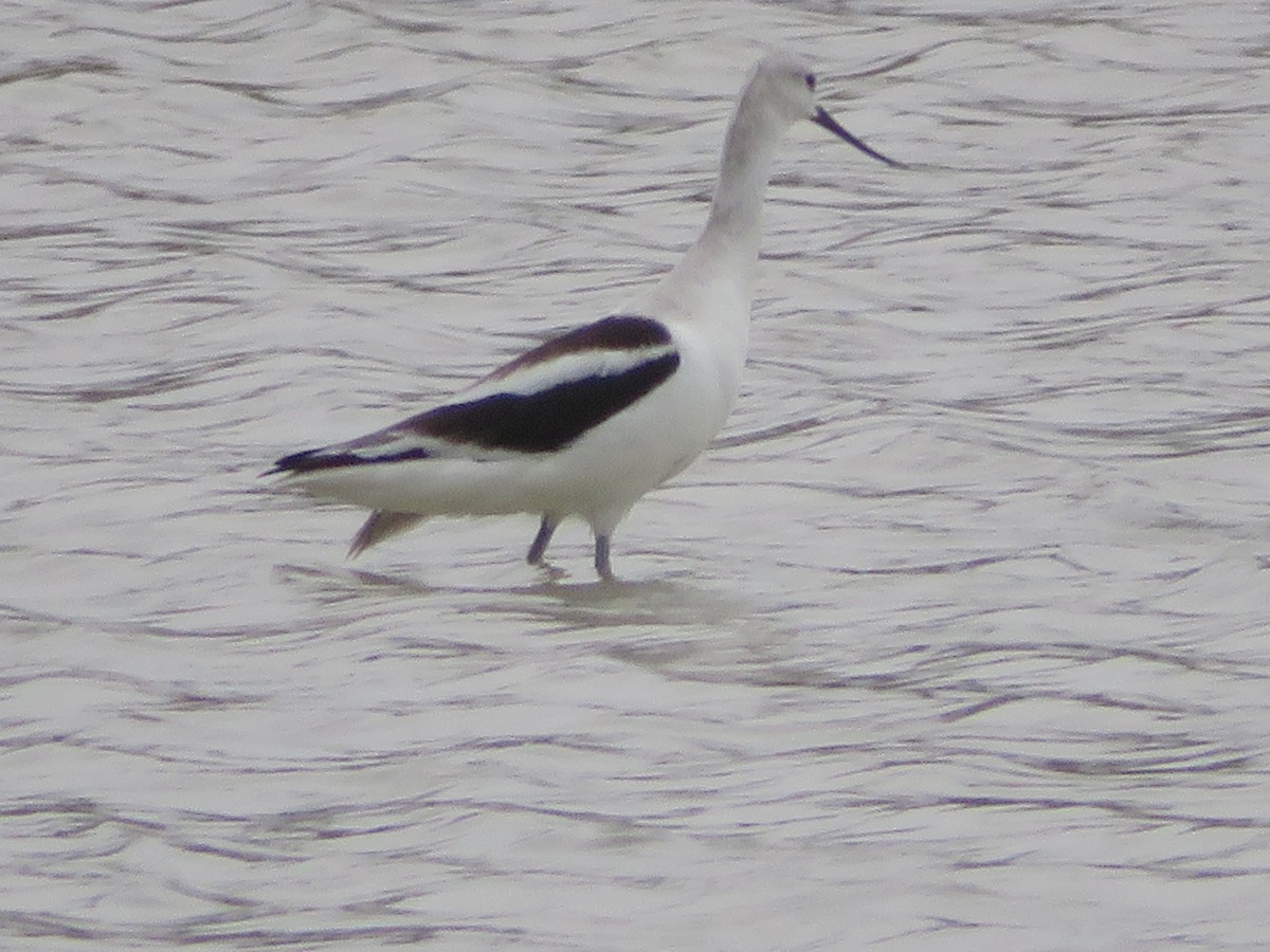 American Avocet - ML645561831