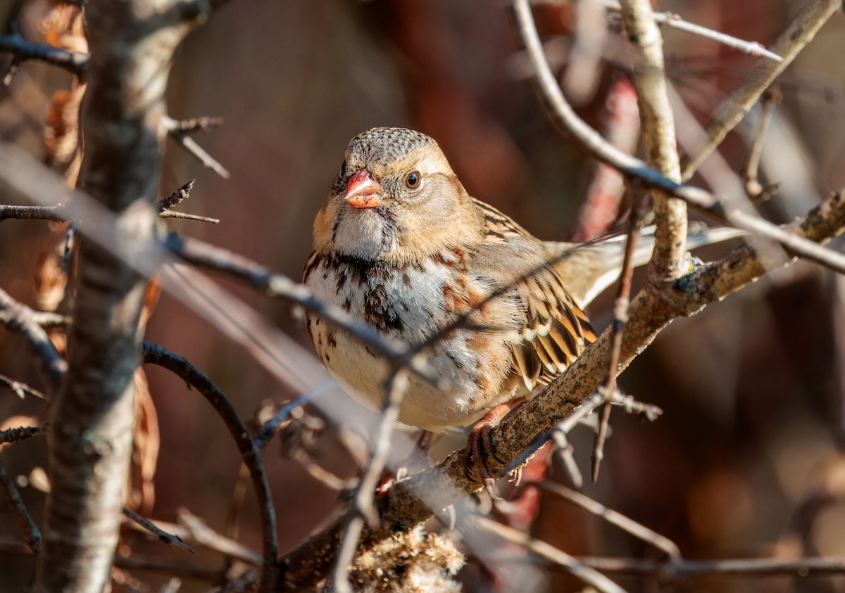 Harris's Sparrow - ML645561832
