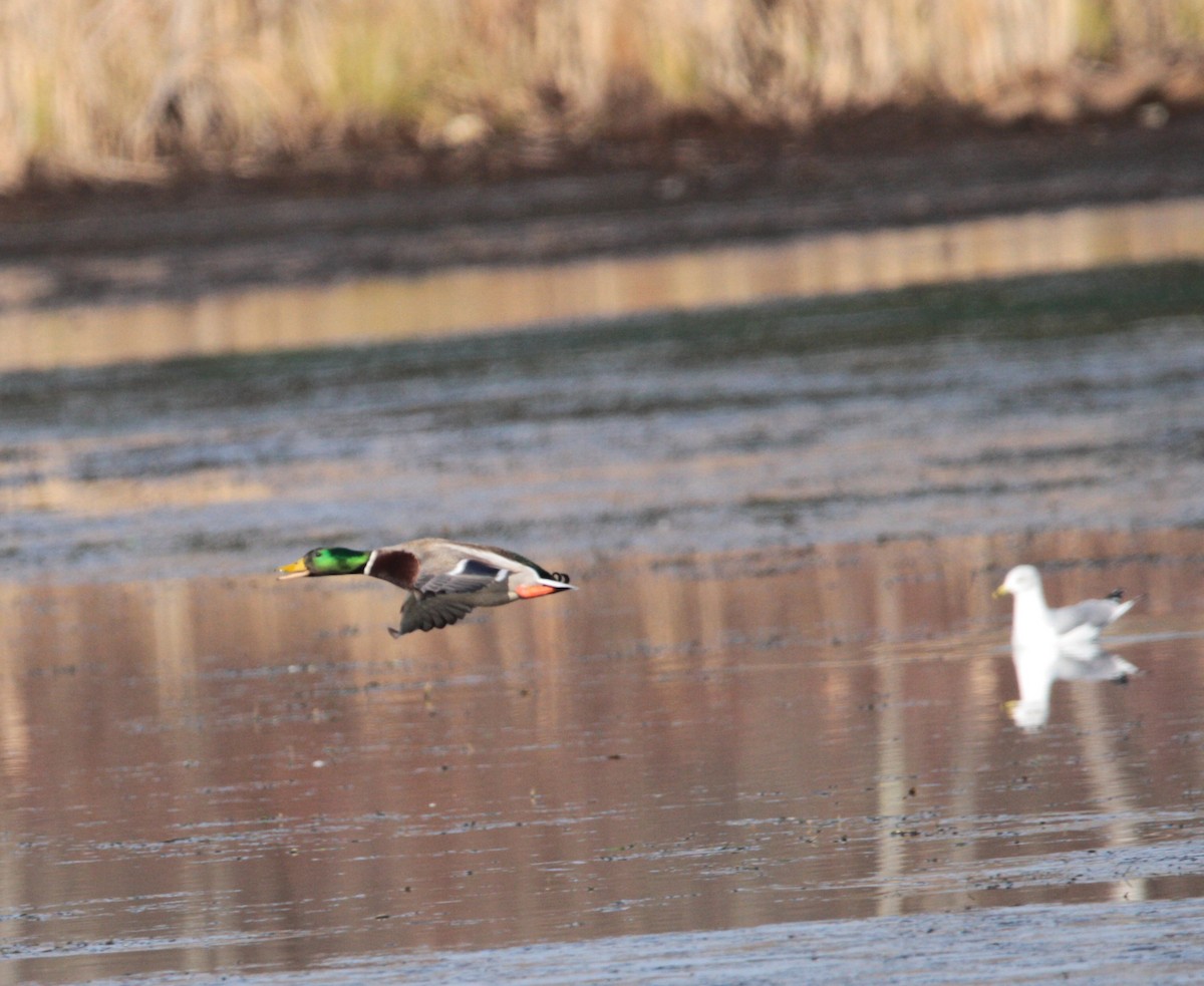 Mallard - ML645561842