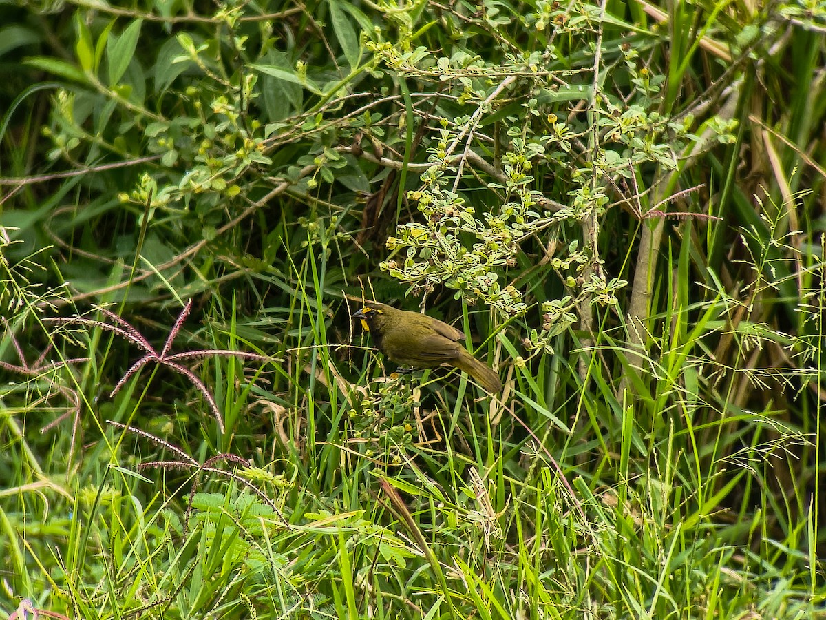 Yellow-faced Grassquit - ML645561849