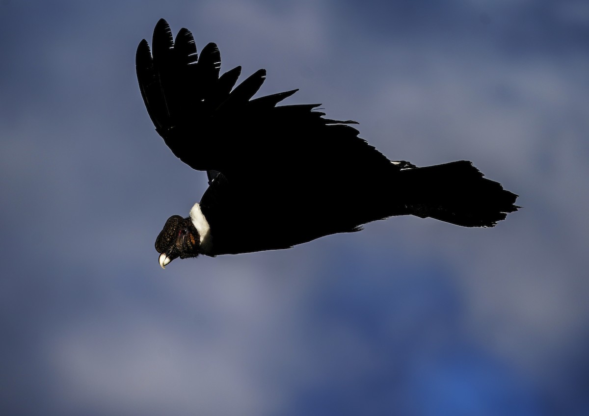 Andean Condor - ML645561851