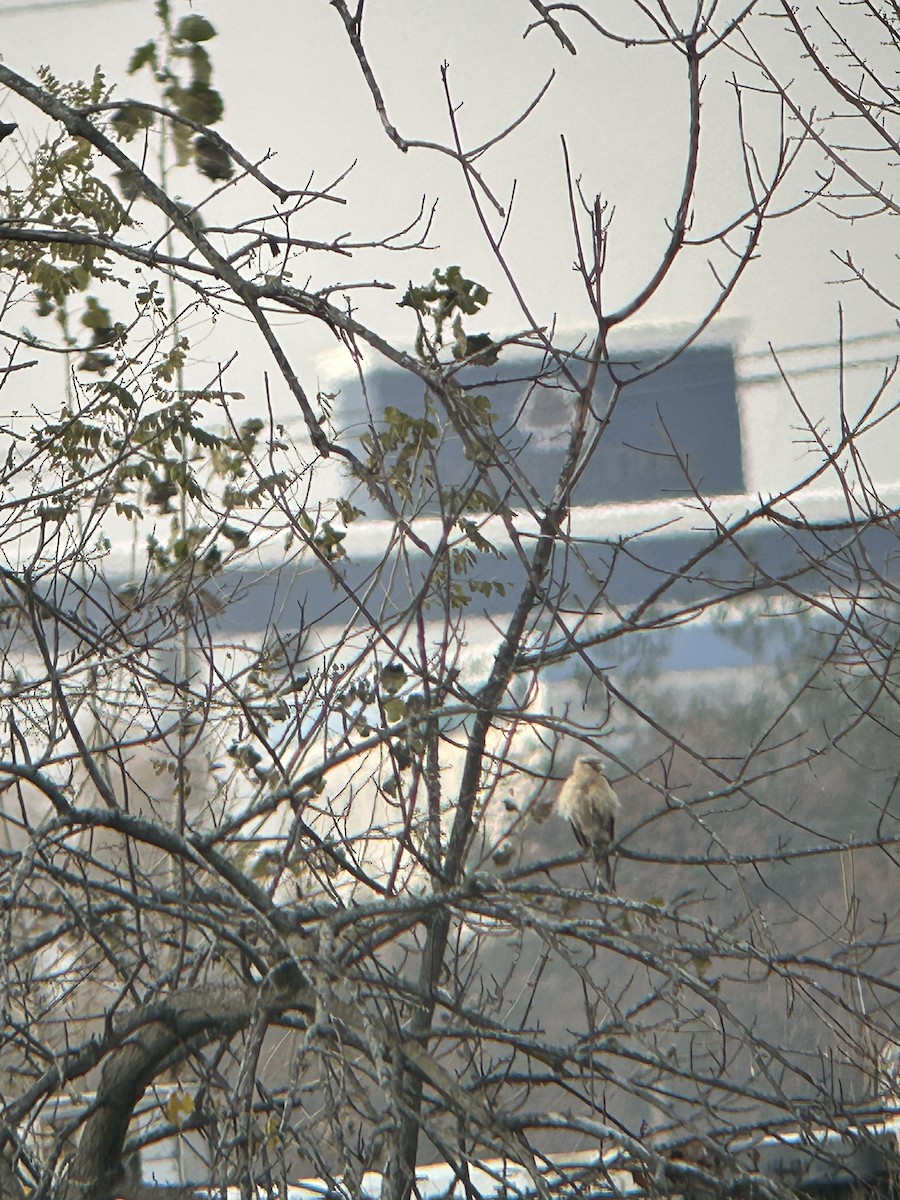 Caracara Chimachima - ML645561852