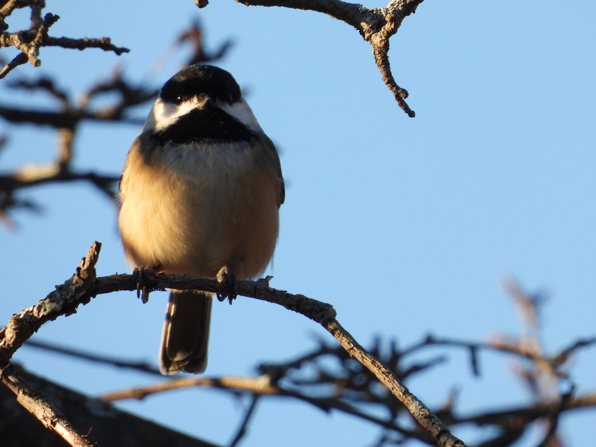 sýkora černohlavá - ML645561861