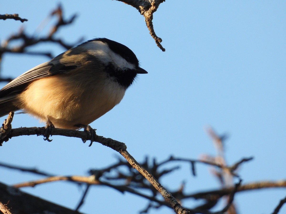 sýkora černohlavá - ML645561862