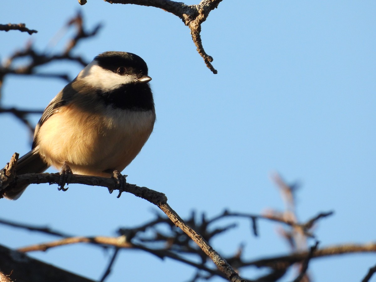 sýkora černohlavá - ML645561863