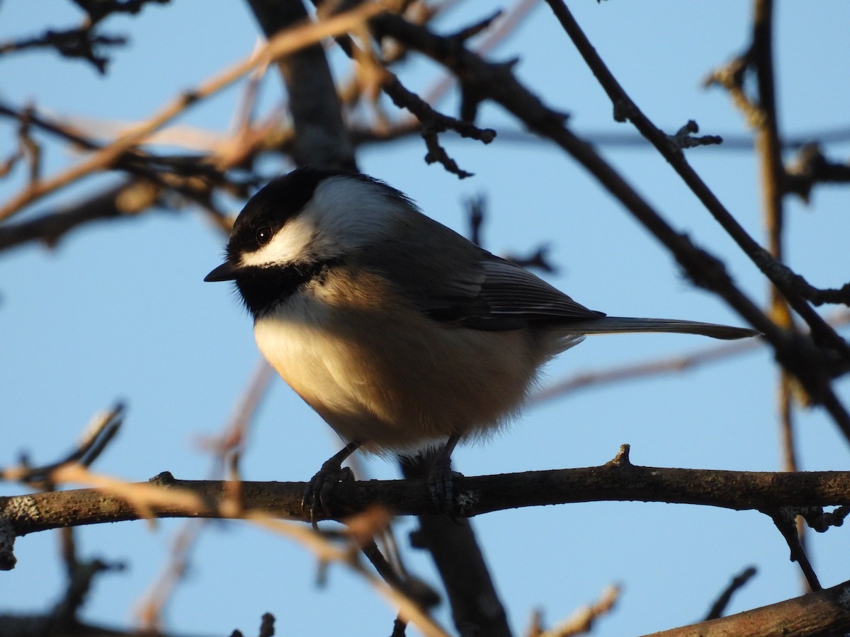 sýkora černohlavá - ML645561864