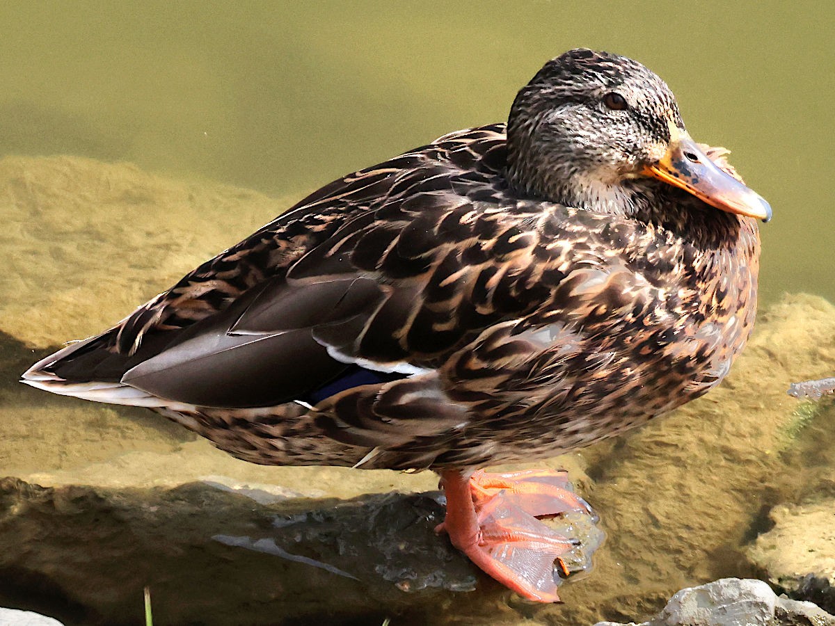 Mallard - ML645561872