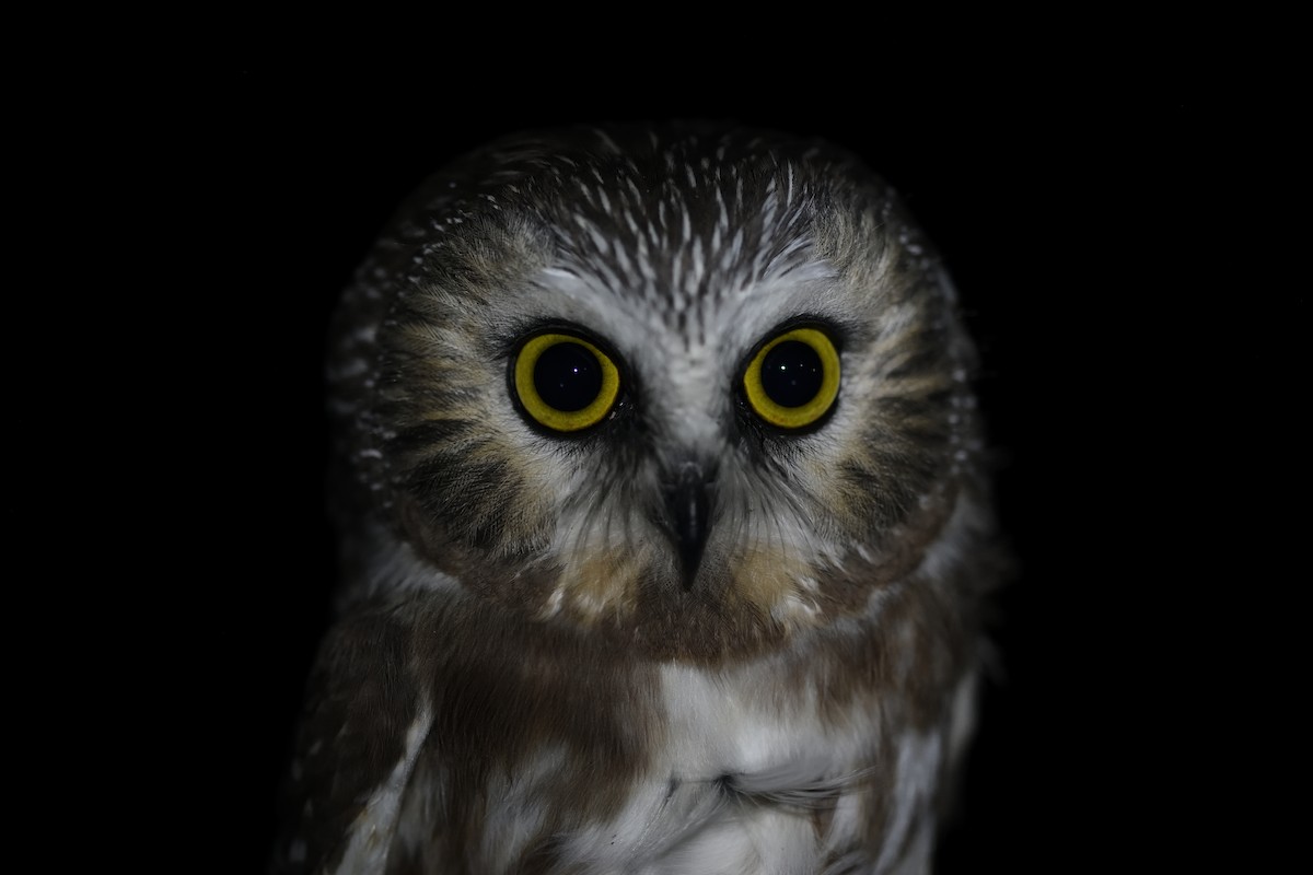 Northern Saw-whet Owl - ML645561884