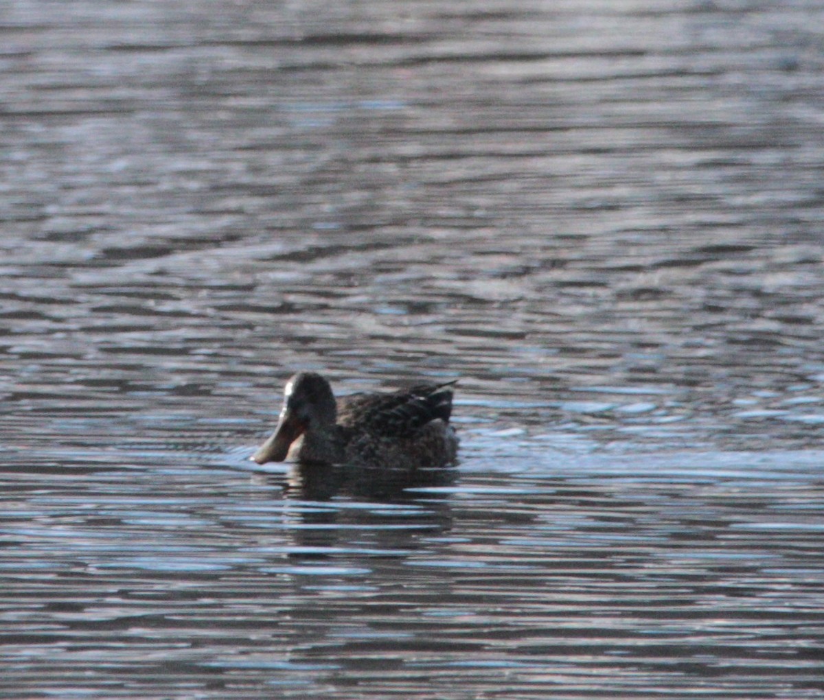 Northern Shoveler - ML645561885
