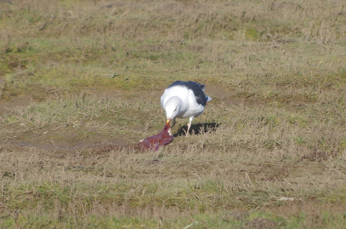 Gavión Atlántico - ML645561886