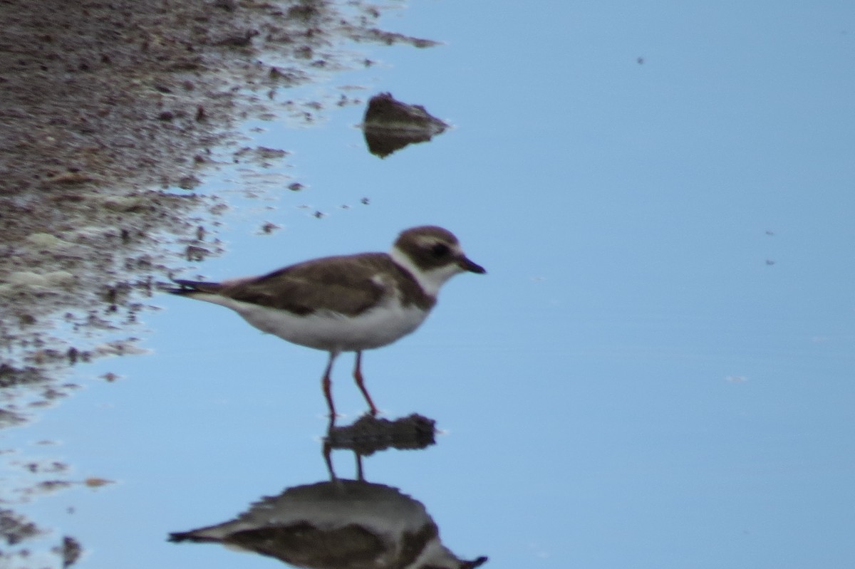 Semipalmated Plover - ML645561892