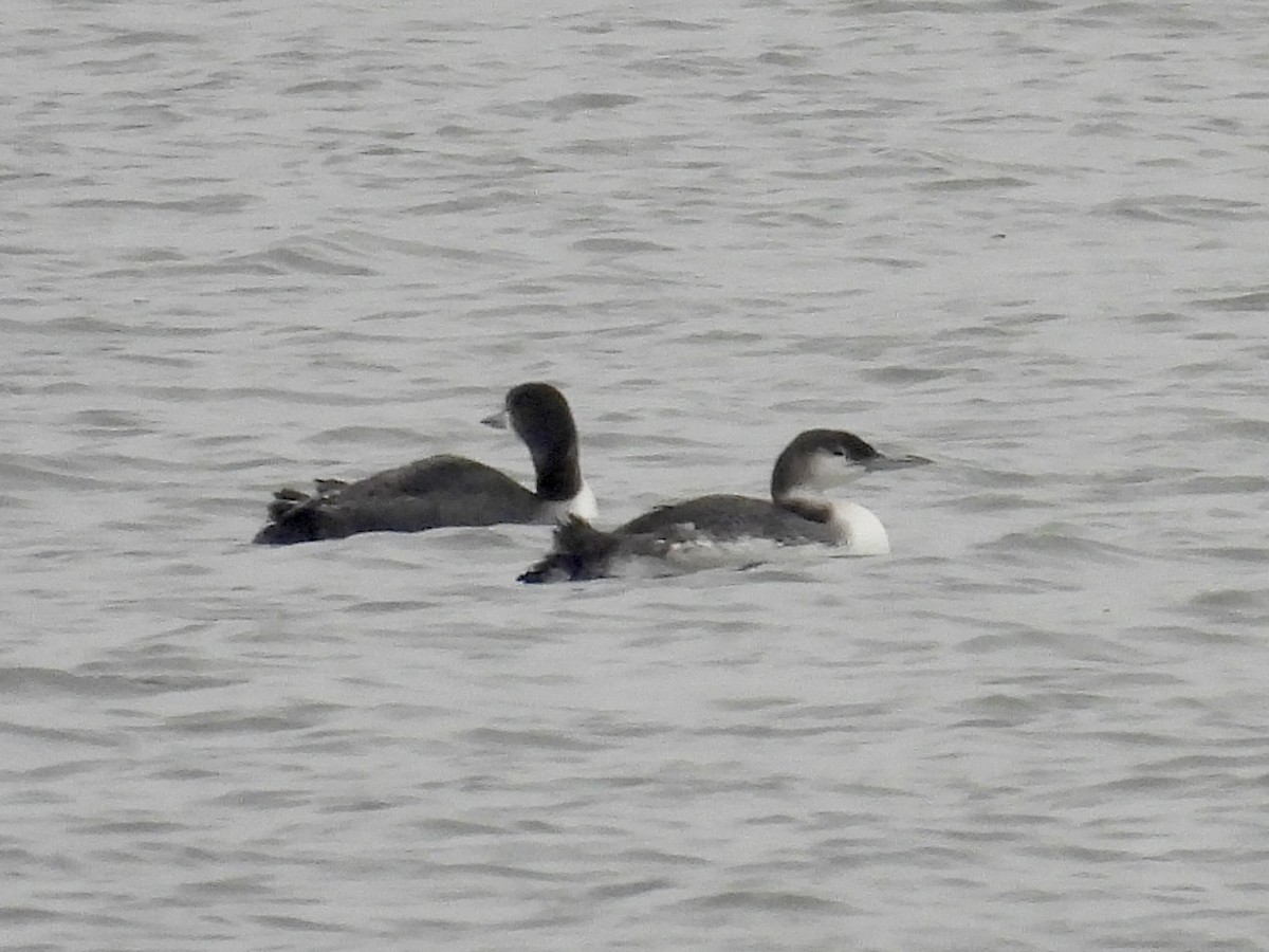 Common Loon - ML645561904