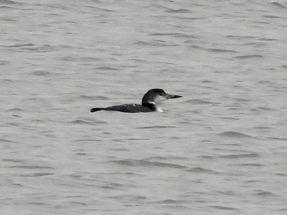 Common Loon - ML645561905
