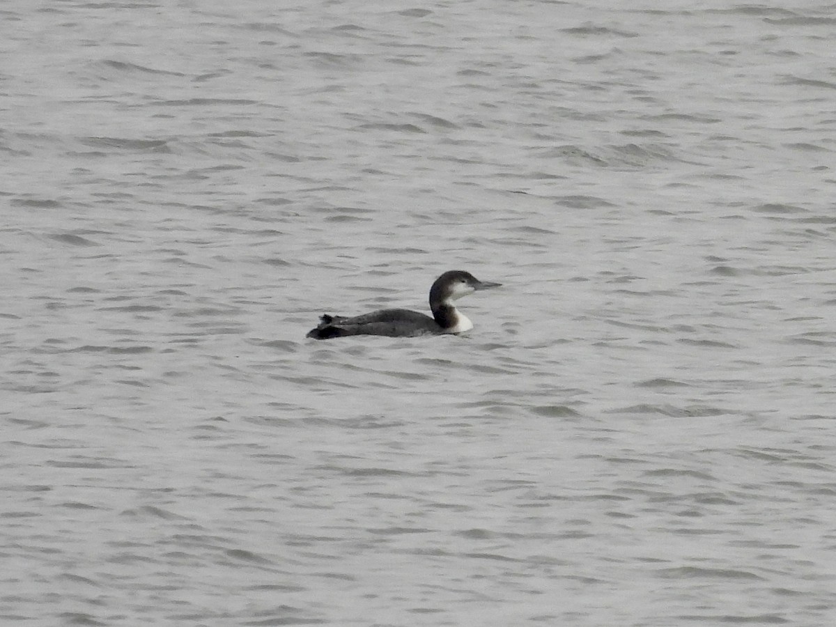 Common Loon - ML645561906