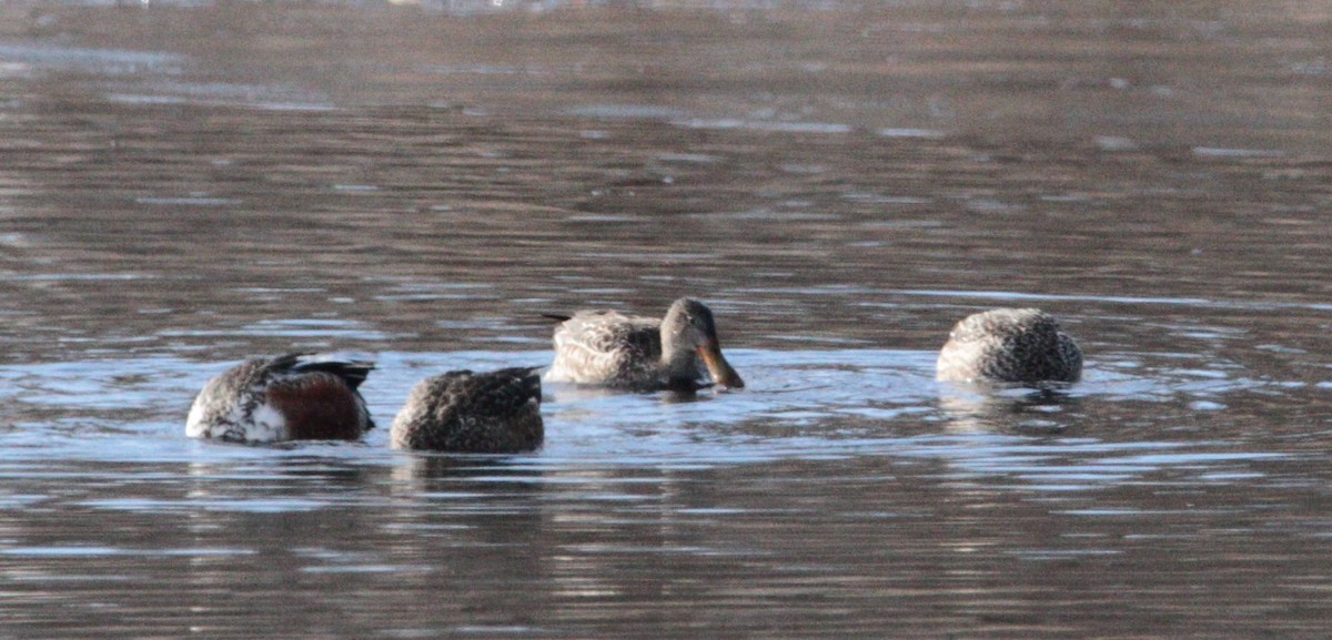 Northern Shoveler - ML645561908