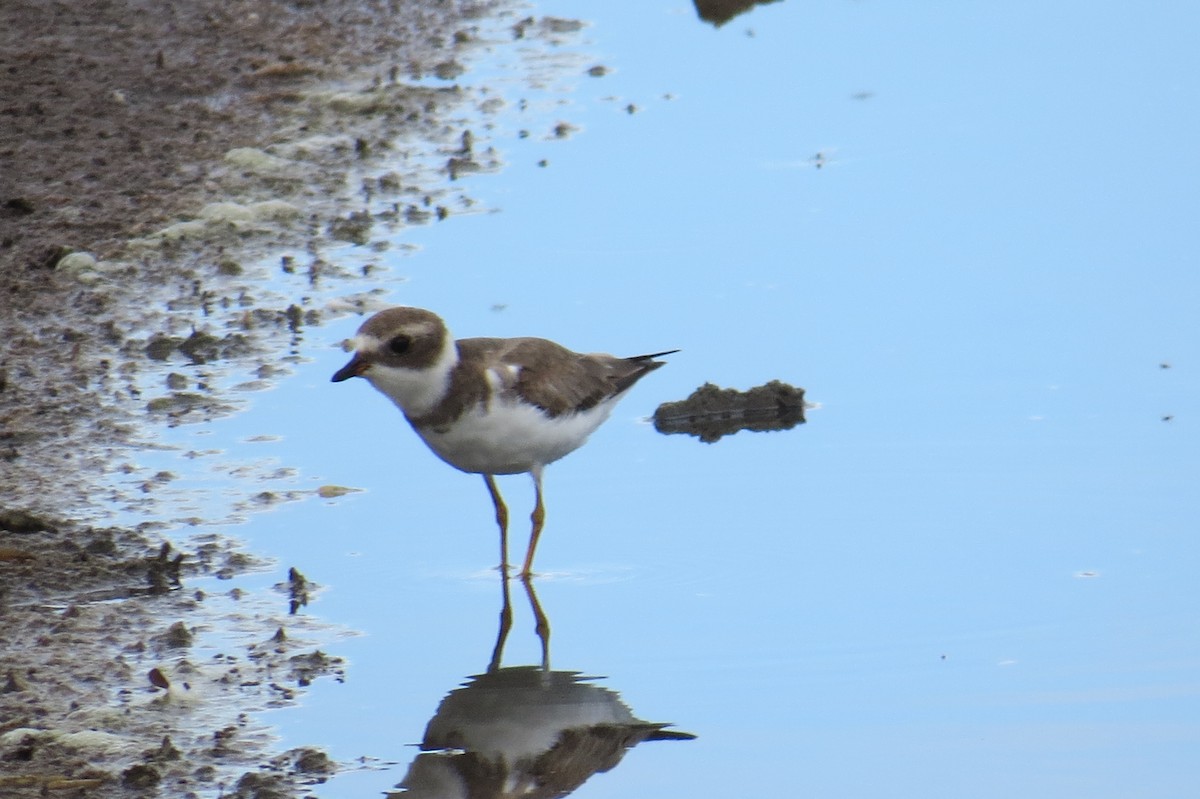 Semipalmated Plover - ML645561912