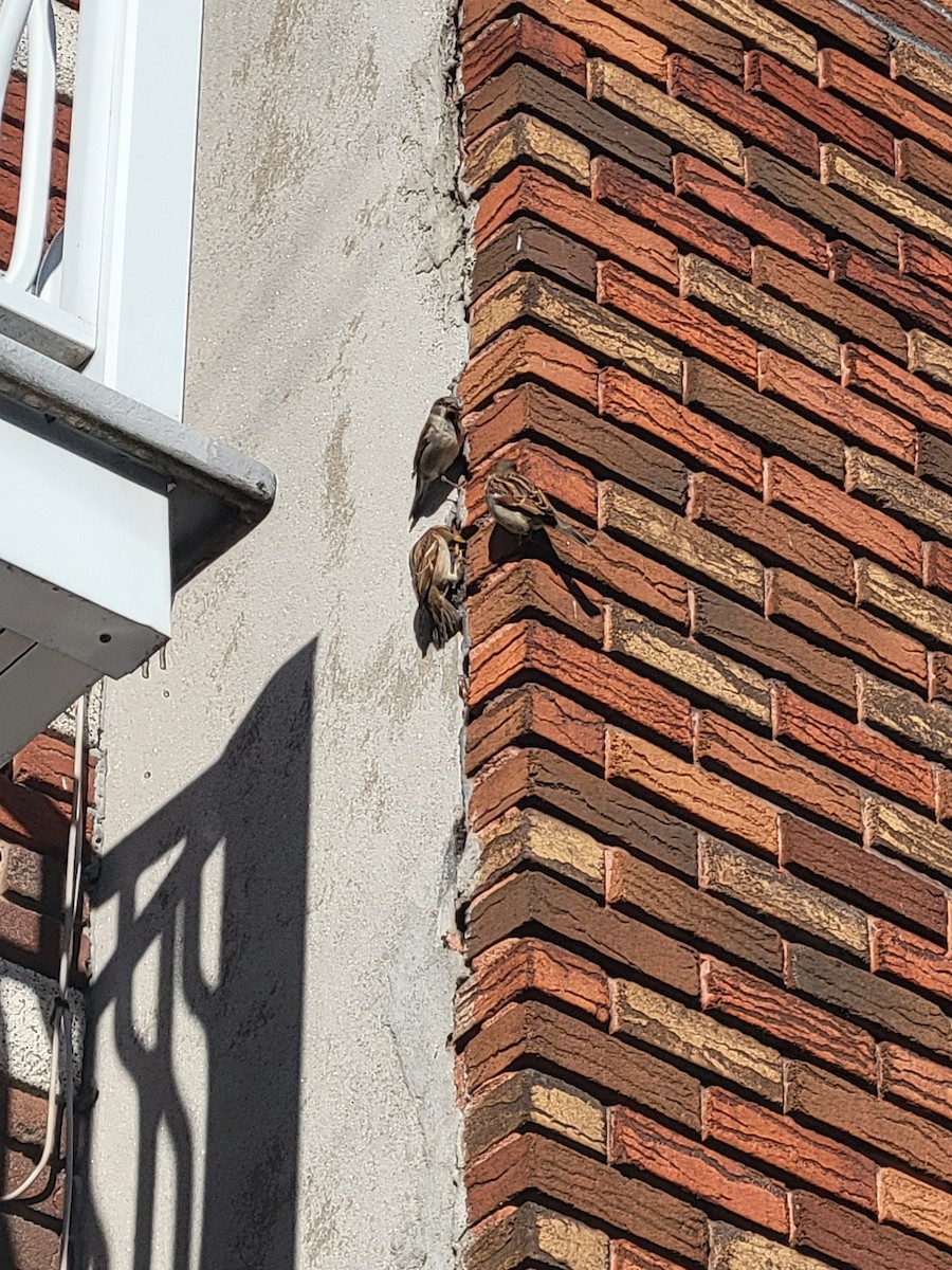 House Sparrow - ML645561914