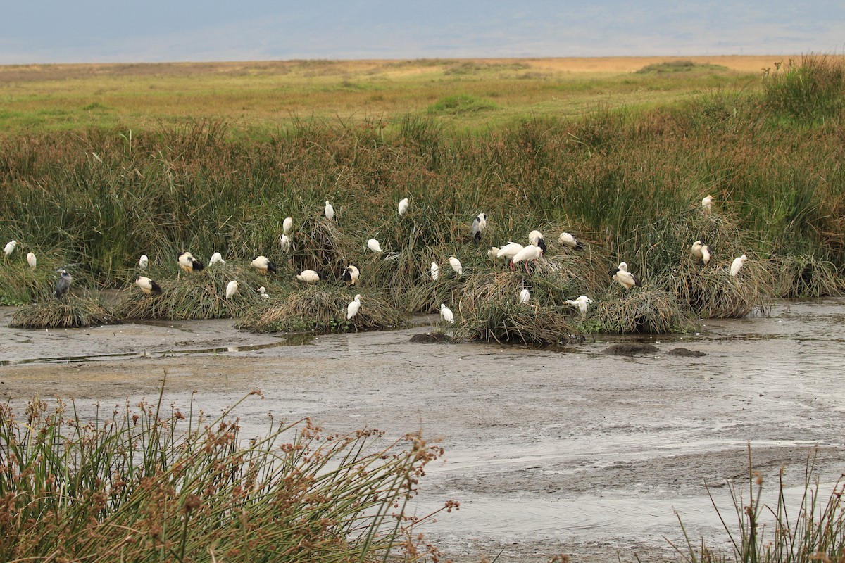 African Woolly-necked Stork - ML645561915