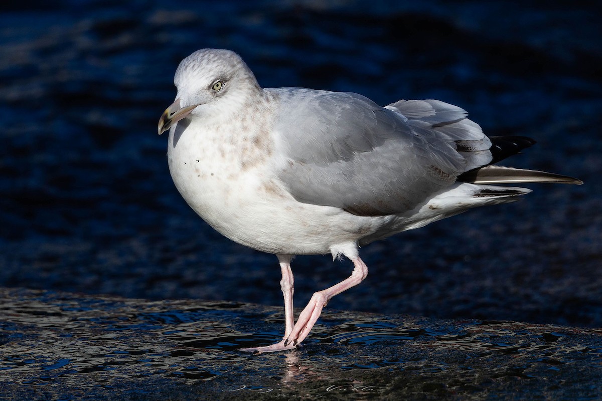 American Herring Gull - ML645561917